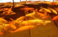 /album/galeria-de-fotos/a-fartura-jpg/